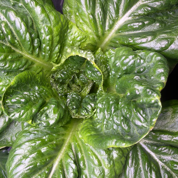 Leafy Greens