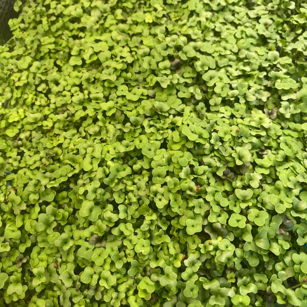 Microgreens