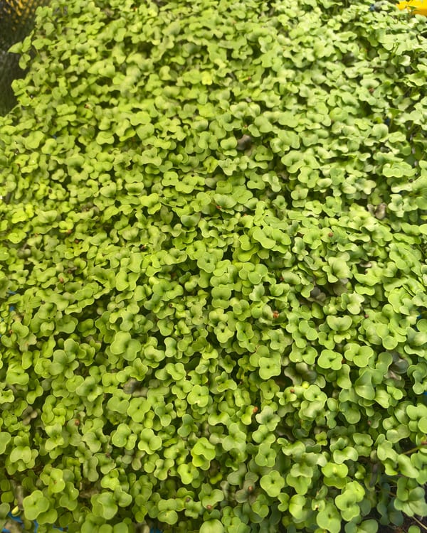 The first Thin Air Greens greenhouse — where it all started